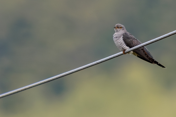 Cuckoo on electricity line scotland  